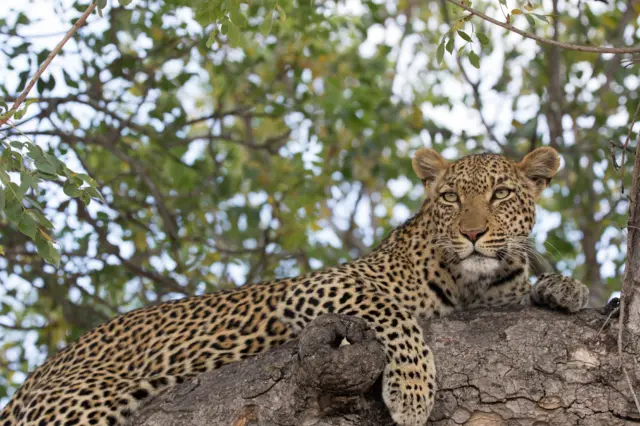 A leopard sits in a tree/