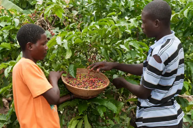 Coffee farmers, Uganda