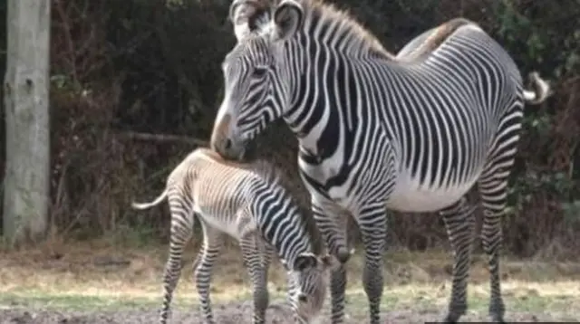 Zebras