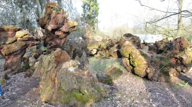 Tree after collapse