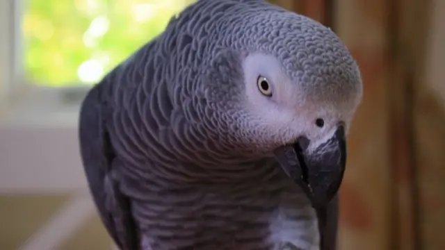 Stock photo of a parrot