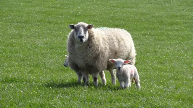 Sheep in Belper