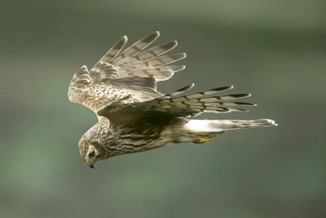 Hen harriers