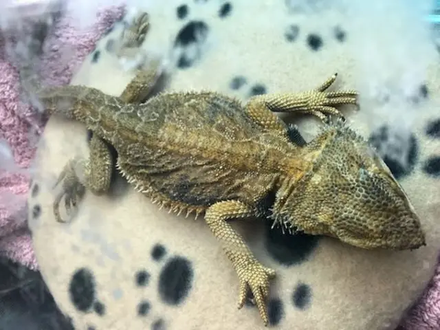 Bearded dragon