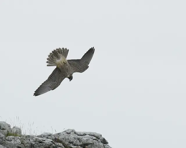 Peregrine