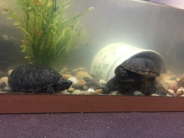 dumped turtles