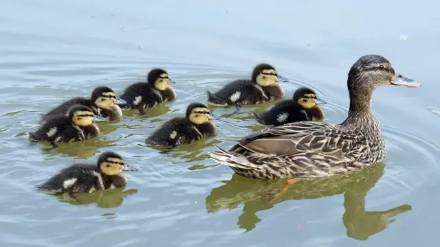 Ducklings and mother duck