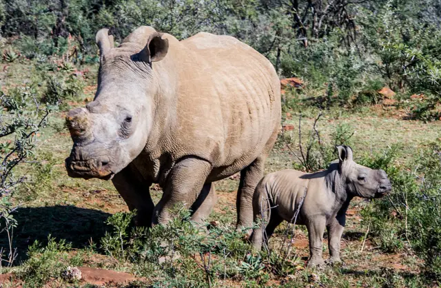 Rhinos roam around a farm in South Africa on 28 May 2016