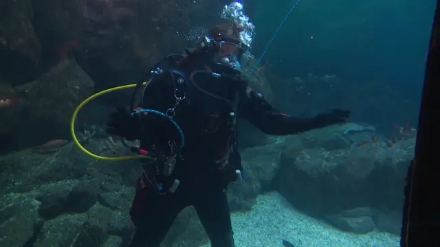 Diver in shark tank