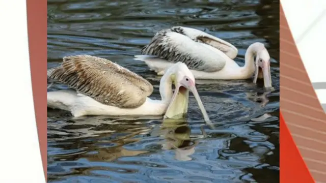 Pelicans