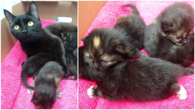 Cats found in mushroom box