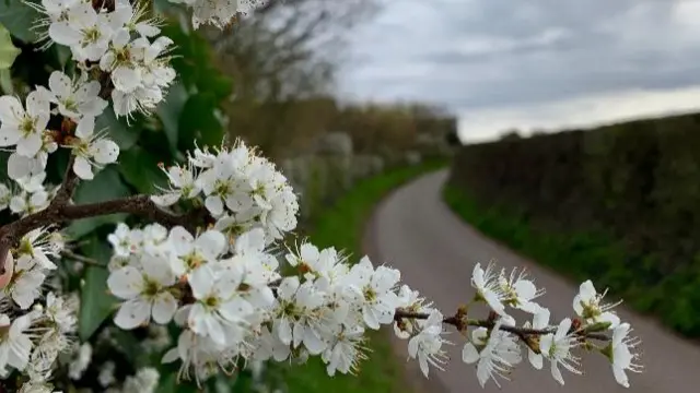 Newport flowers