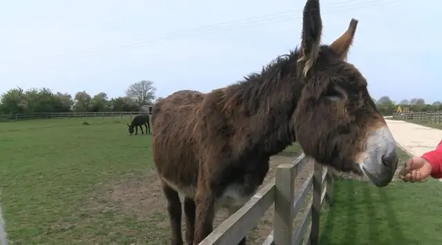 Derrick the Donkey