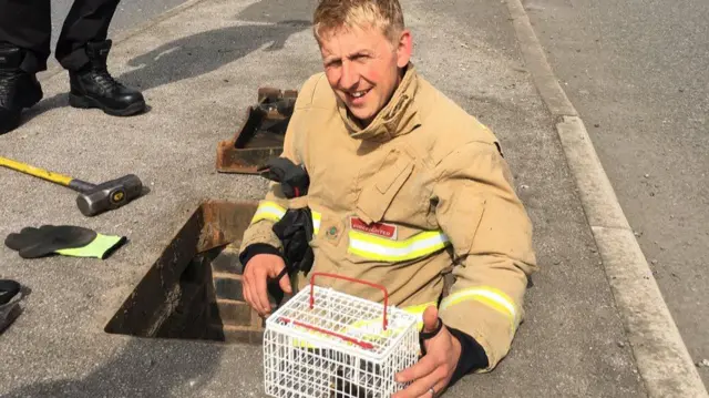 Firefighter half into drain with cage of ducklings