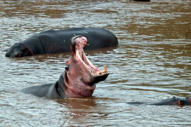 Hippopotamus, Hippopotamus amphibious, in water with mouth wide open. Masai Mara game reserve. Kenya