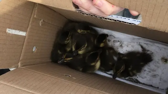 Ducklings in a box