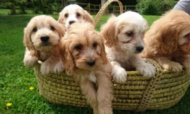 Litter of cockapoo puppies