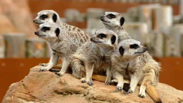 Meerkats