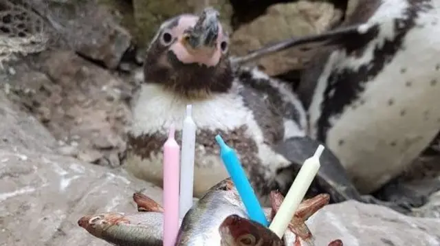 Pingu with his fishy birthday cake