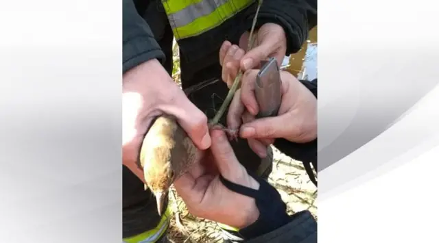 BIRD CAUGHT IN NET