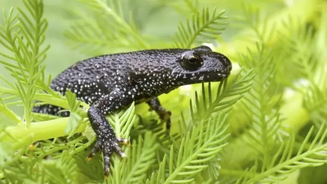 Great crested newt