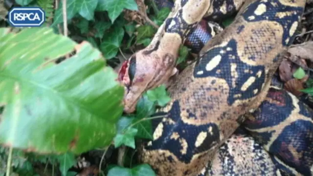 Snake dumped in the river