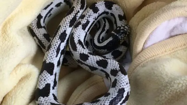 Kingsnake