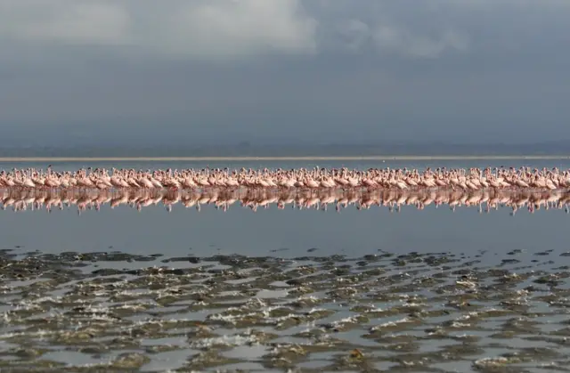 A flock of Lesser flamingos walking in the shallow water of Lake Nakuru, Kenya.