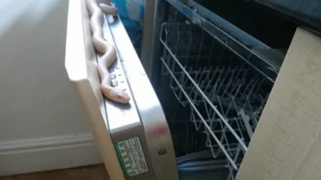 Cornsnake in dishwasher