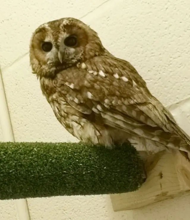 clean owl