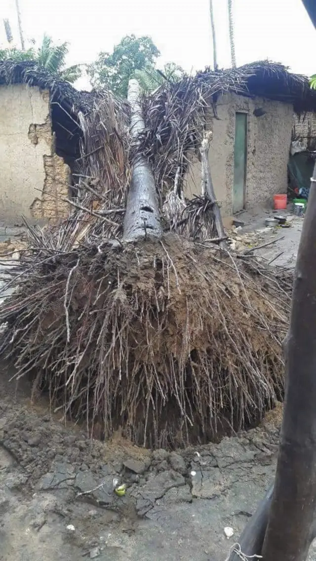 Tree on house