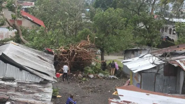 Fallen tree