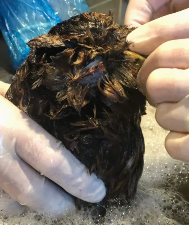 owl being washed