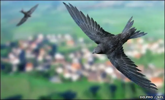 Swifts