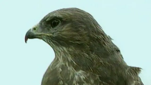 Buzzard