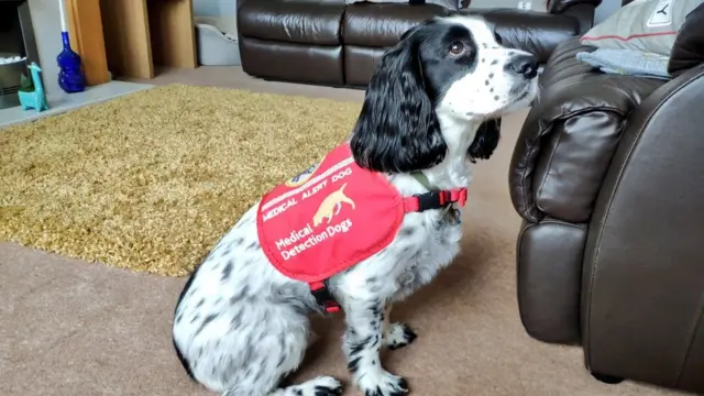 Clive the cocker spaniel