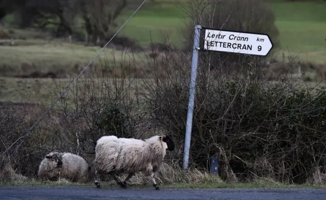 Sheep near border crossing between Northern Ireland and the Republic of Ireland