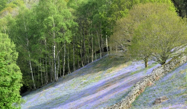 Field full of bluebells