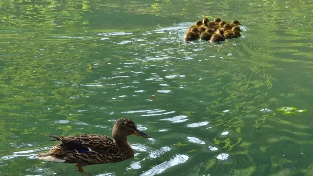 Duck and ducklings