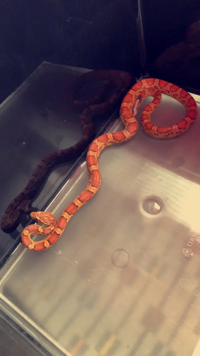 Corn snake