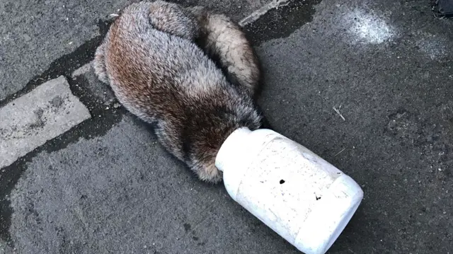 Trapped fox