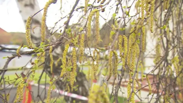 Pollen