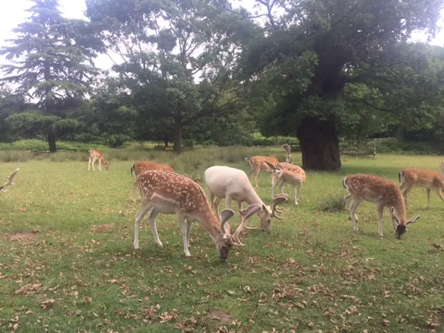 Bradgate Park fallow bucks