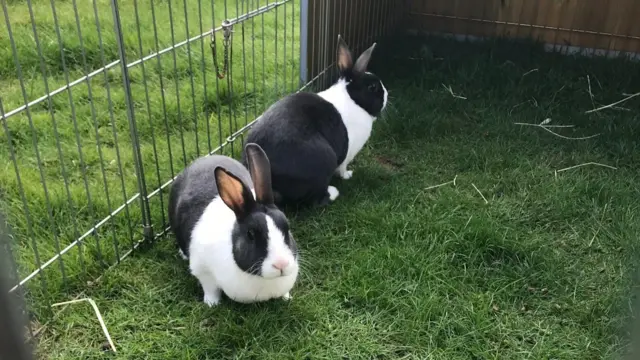 Tulip and Primrose
