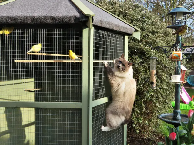 Cat looking at birds