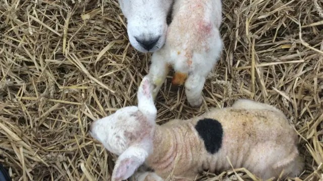 Lambs