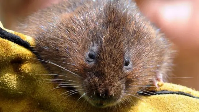 A water vole