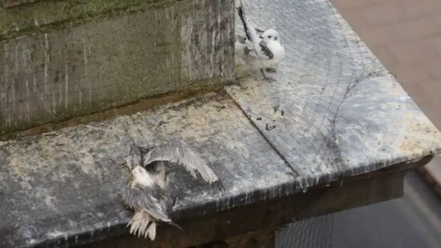 Kittiwakes under netting on Newcastle Quayside