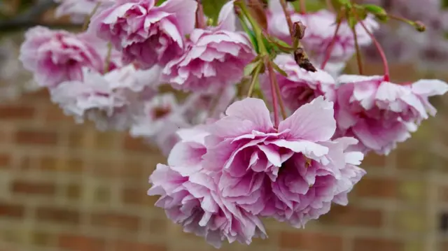 Blossom in Kegworth