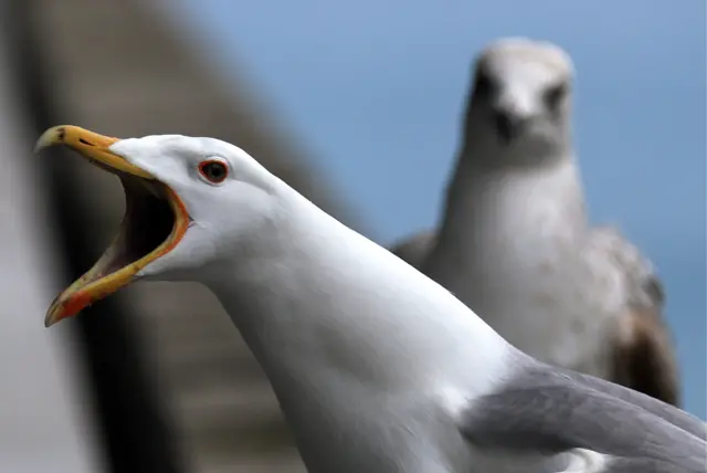 Seagull